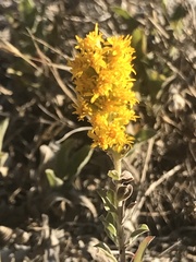 Solidago spathulata