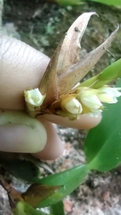 Maxillaria