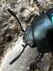 Leptinotarsa haldemani