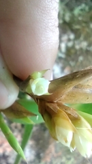 Maxillaria