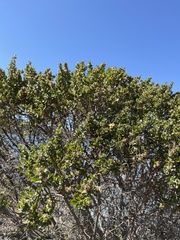 Baccharis pilularis
