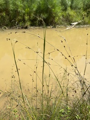 Rhynchospora capitellata