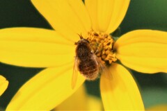 Sparnopolius confusus