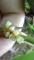 Maxillaria