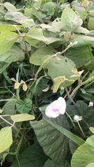 Pueraria montana