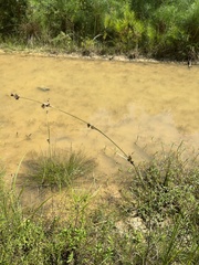 Rhynchospora capitellata