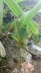 Maxillaria