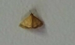 Pyrausta pseudonythesalis