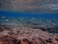 Acanthurus triostegus