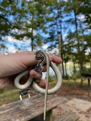 Thamnophis saurita saurita