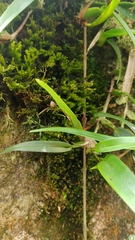 Maxillaria