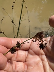 Rhynchospora capitellata
