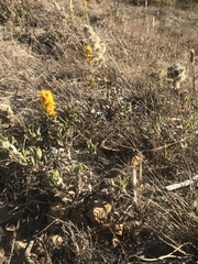 Solidago spathulata