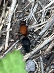 Dasymutilla quadriguttata