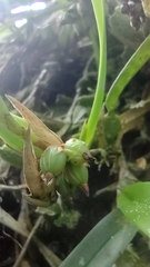 Maxillaria
