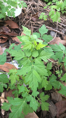 Cardiospermum halicacabum