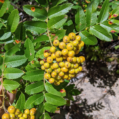 Sorbus scopulina