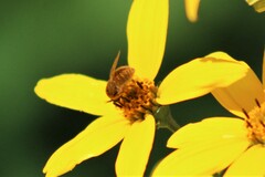 Sparnopolius confusus