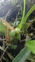 Maxillaria