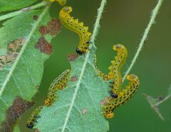 Pristiphora geniculata