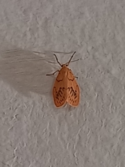 Miltochrista miniata