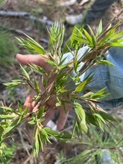 Dichanthelium acuminatum