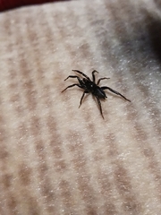 Zelotes