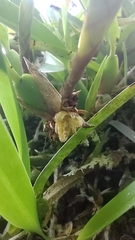 Maxillaria