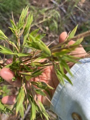 Dichanthelium acuminatum