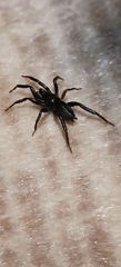 Zelotes