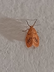 Miltochrista miniata