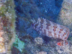 Parablennius gattorugine