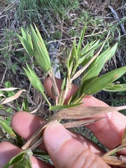 Dichanthelium acuminatum