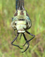 Aeshna verticalis
