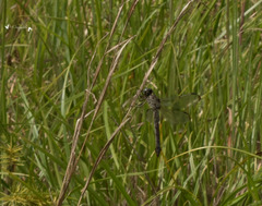 Libellula incesta