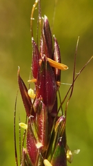 Sorghum