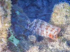 Parablennius gattorugine