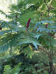 Rhus typhina