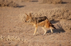 Lupulella mesomelas mesomelas