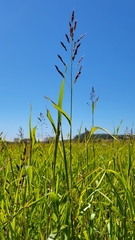 Sorghum