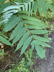 Rhus typhina