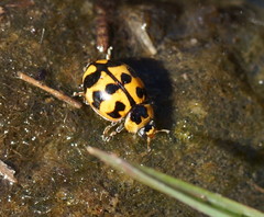 Harmonia octomaculata