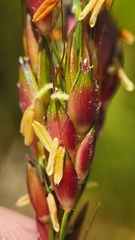 Sorghum