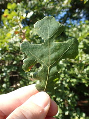 Quercus stellata