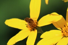 Sparnopolius confusus