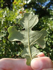 Quercus stellata