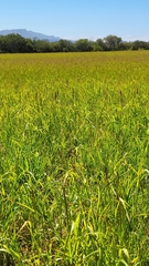 Sorghum