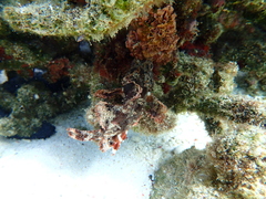 Scorpaenidae