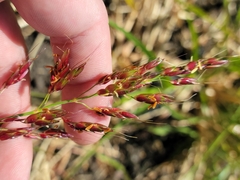 Sorghum