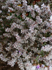 Limonium ramosissimum